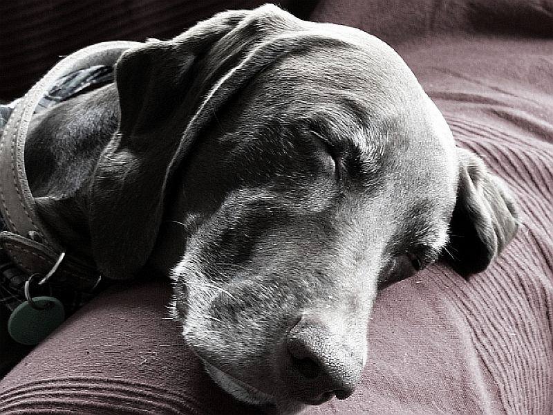 A dog sleeping, their head rests on the arm of a couch